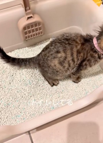 トイレする子猫
