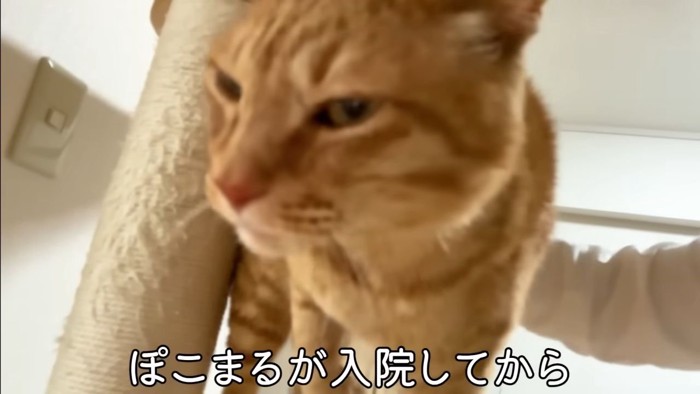 茶トラ猫