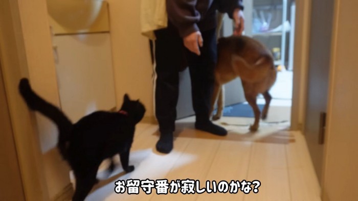 部屋には入らない猫