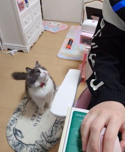 いーくんの飼い主さんに対する熱視線