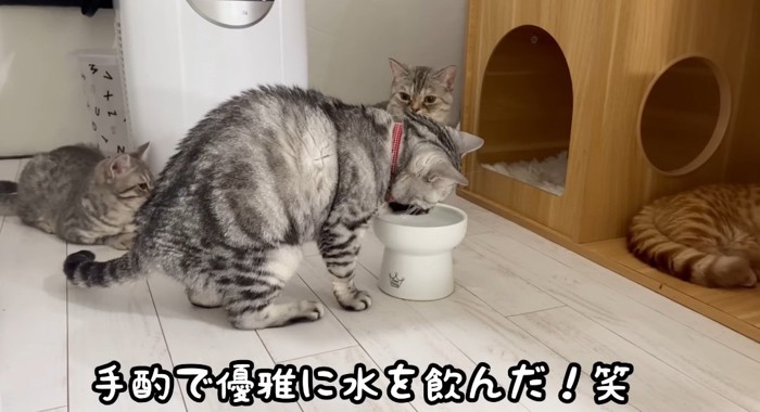 水を飲む猫