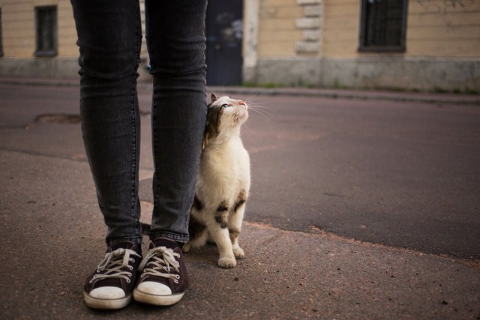 足にスリスリしている猫