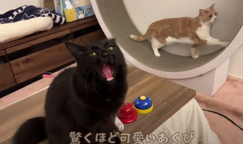 カメラ目線で大あくびする黒猫