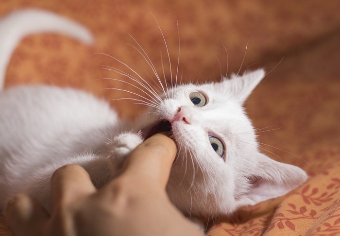 噛みつく子猫