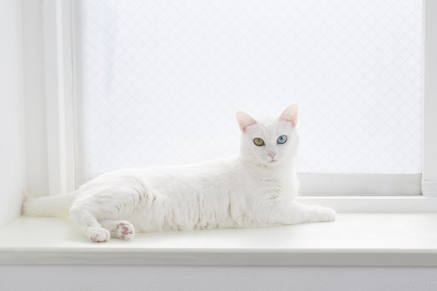 柴咲コウさんが飼っていそうな猫