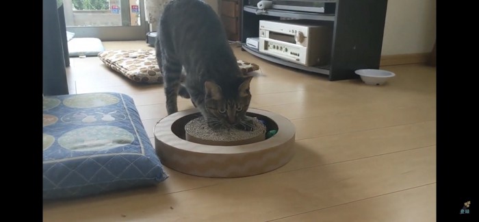 爪とぎする猫