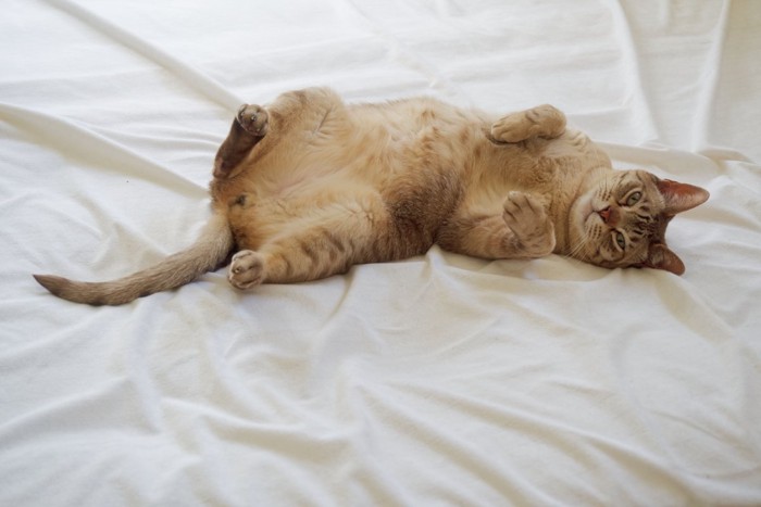 ヘソ天でゴロゴロしている猫