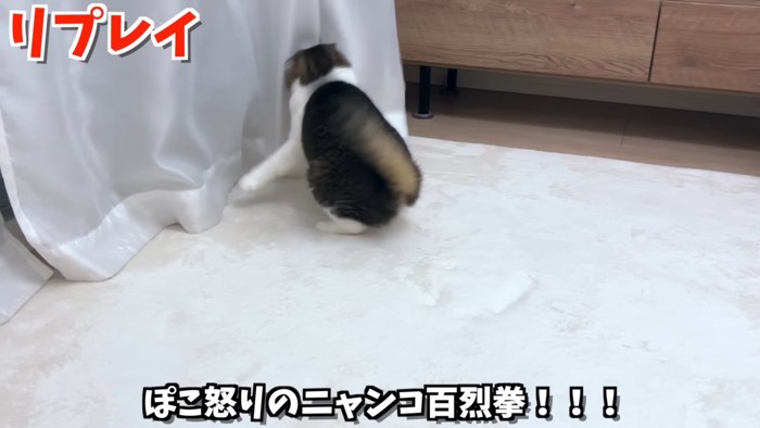 カーテンにパンチする猫