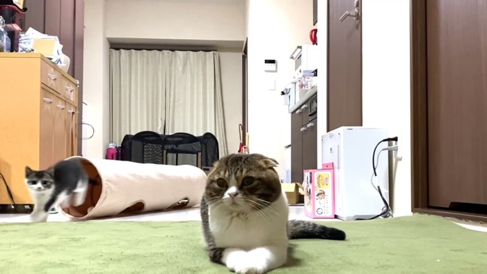 伏せをする猫と後ろを走る猫