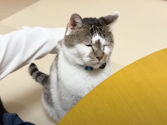 撫でられる猫
