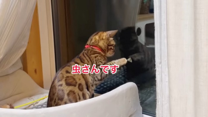 前足をあげる猫