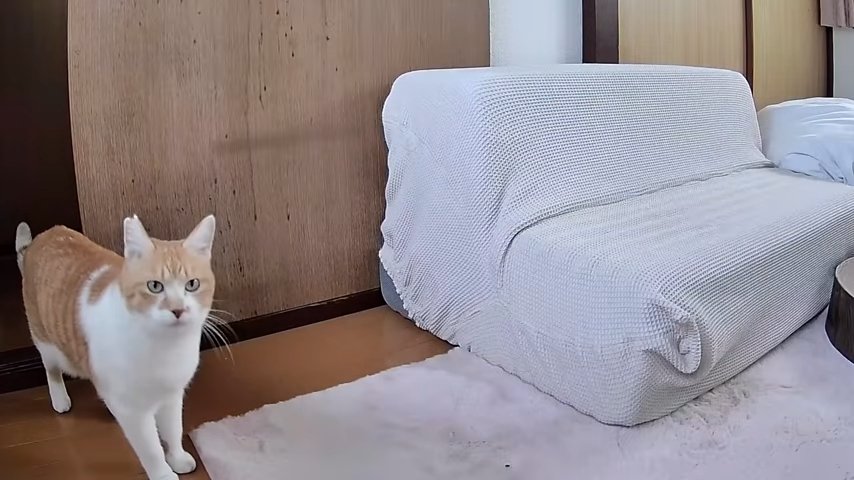 ソファーの横、部屋に入って来た猫