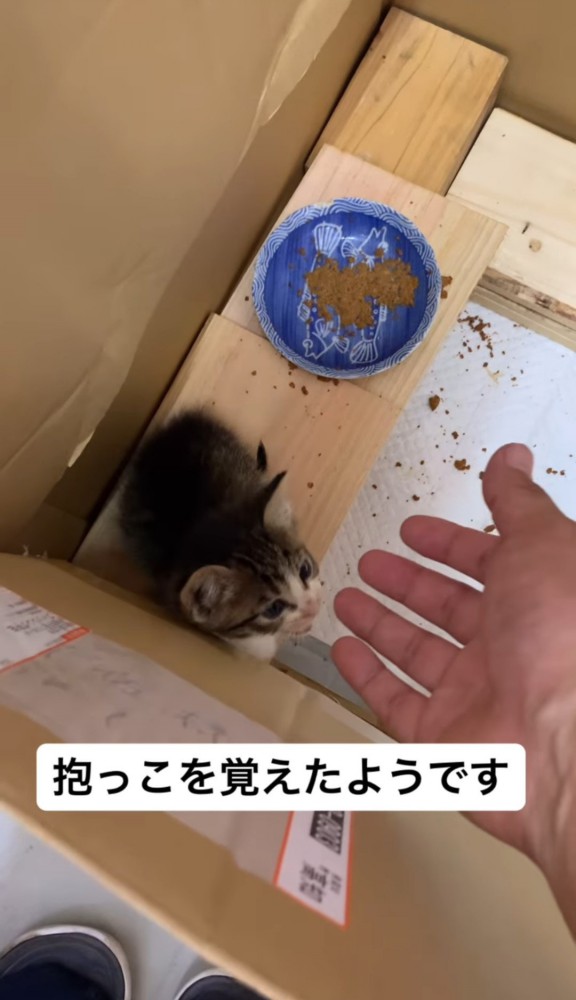 箱の中で人の手を見る子猫