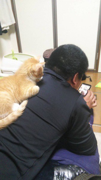 スマホを見る男性の背中に乗る猫