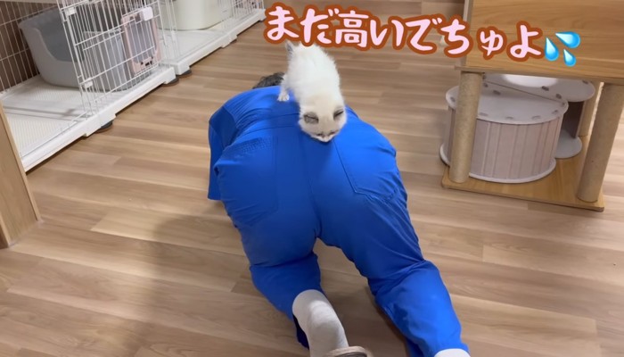 四つん這い