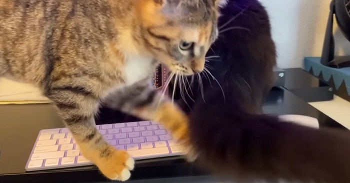 キーボードの上に猫