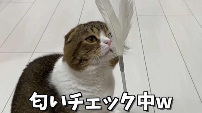 おもちゃのニオイを嗅ぐ猫