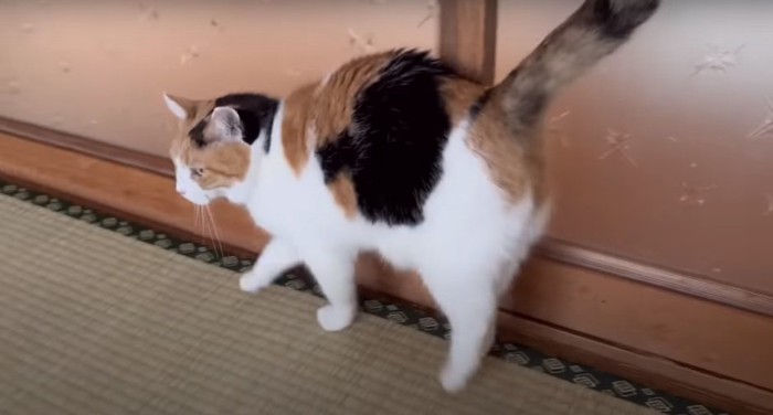 尻尾を立てる三毛猫