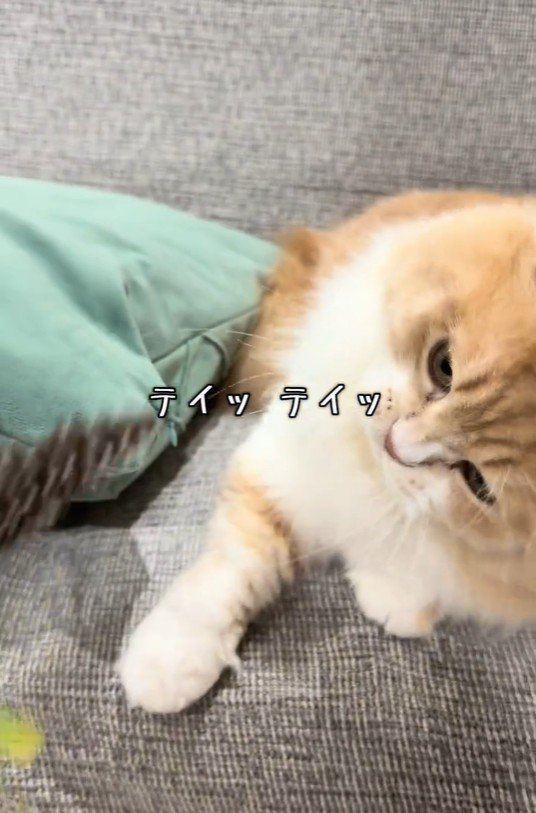 猫じゃらしで遊んでいる猫