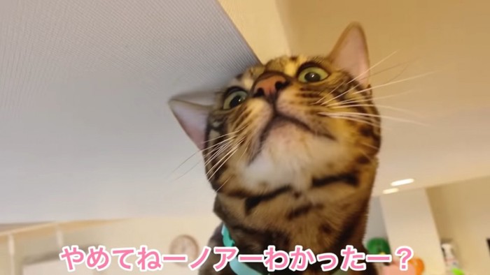 下から見た猫に顔