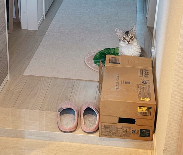 箱の後ろにいる猫