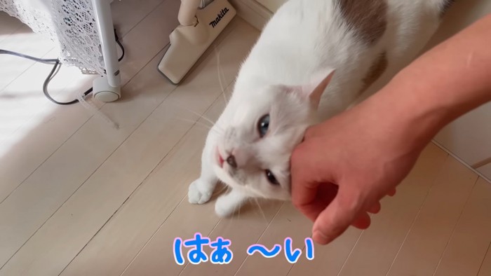 人の手に頭をくっつける猫