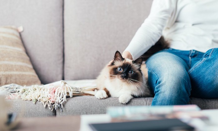 ソファーに座る飼い主の隣で寛ぐ猫