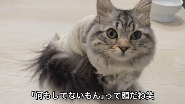 体にしっぽを巻きつける猫