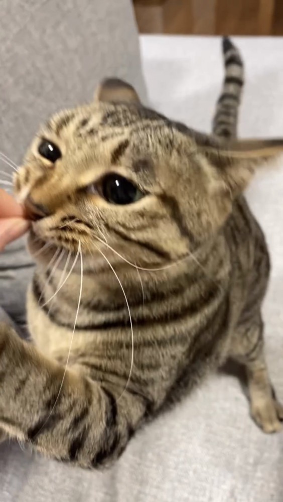 おやつを食べる猫