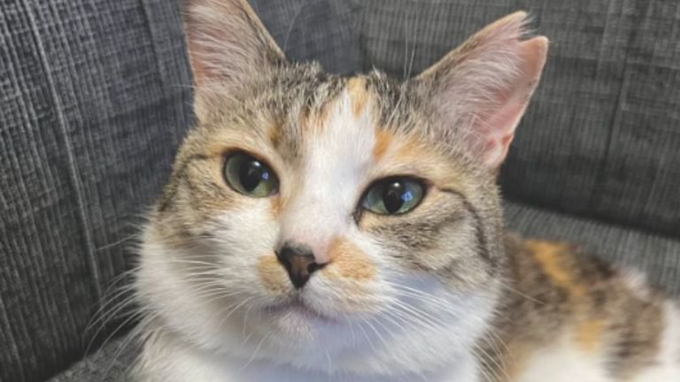 室内にいる猫