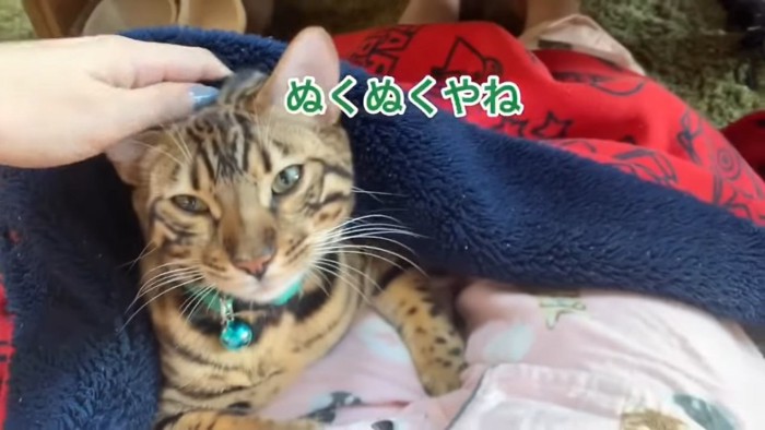 頭をなでられる猫