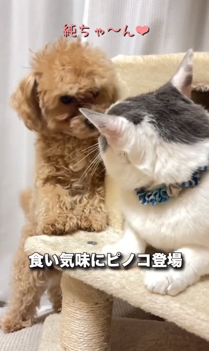 猫にしっぽをふっている犬