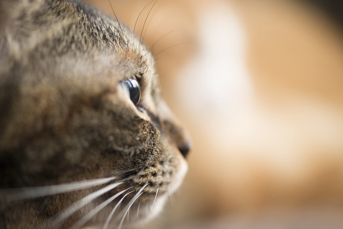 横顔を見せている猫