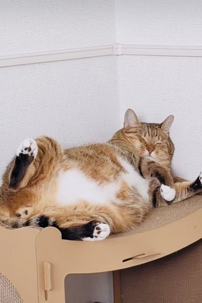 猫用ベッドで寝るキジトラ猫