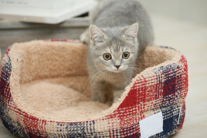 猫用ベットで遊ぶ子猫