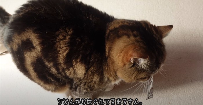 横向きの猫と字幕