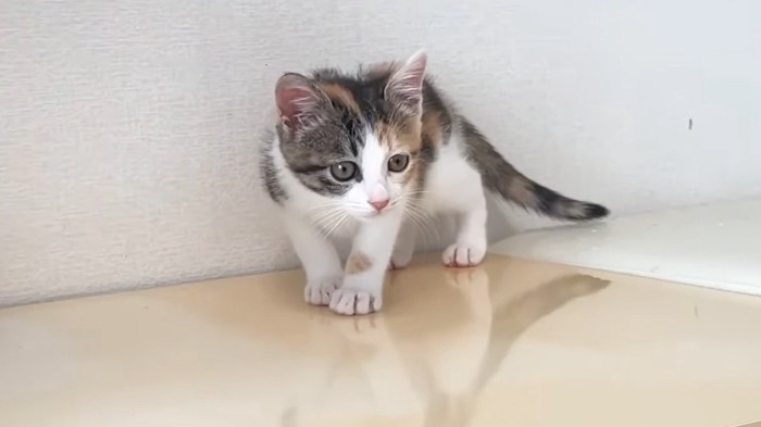 ビックリした顔の三毛ちゃん