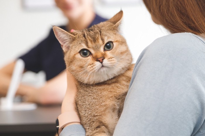 病院の受付で抱かれて不機嫌そうな猫