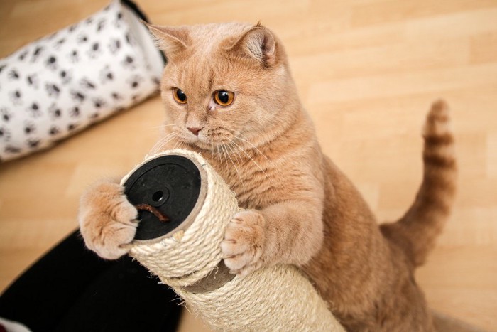 キャットタワーに居る猫