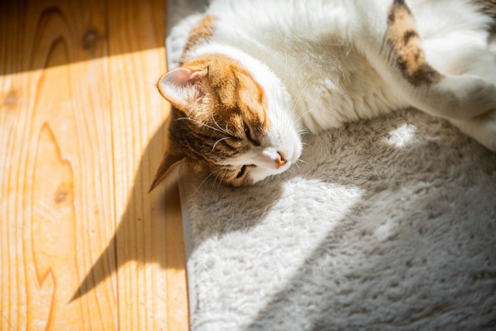 寝そべって日向ぼっこする猫