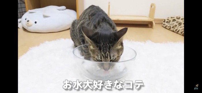 お水大好き