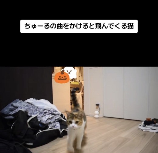 おやつをもらいにきたスコティッシュフォールド