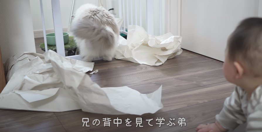 緩衝材で遊ぶ猫