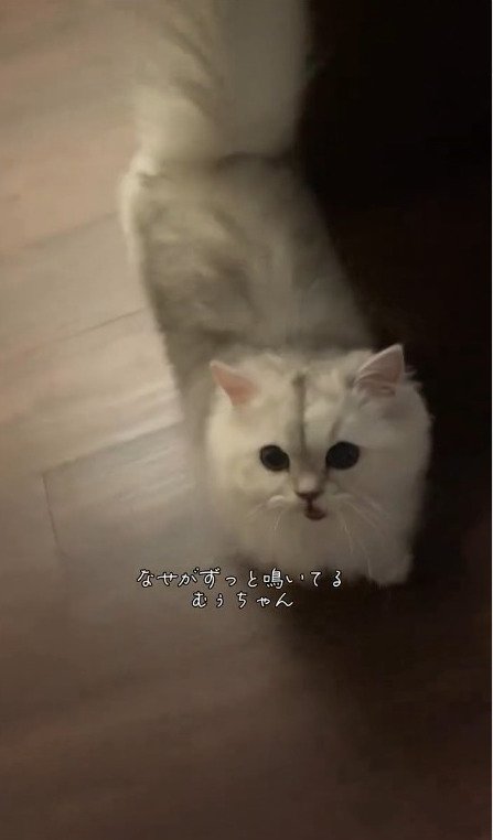 ずっと鳴いている猫