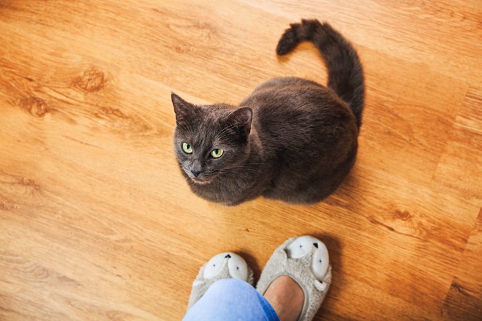 飼い主の足元に座るしつこいグレーの猫