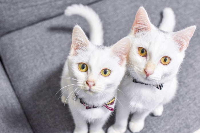 ソファーに座っている2匹の猫