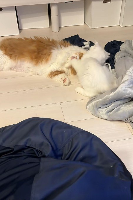 戯れる2匹の猫