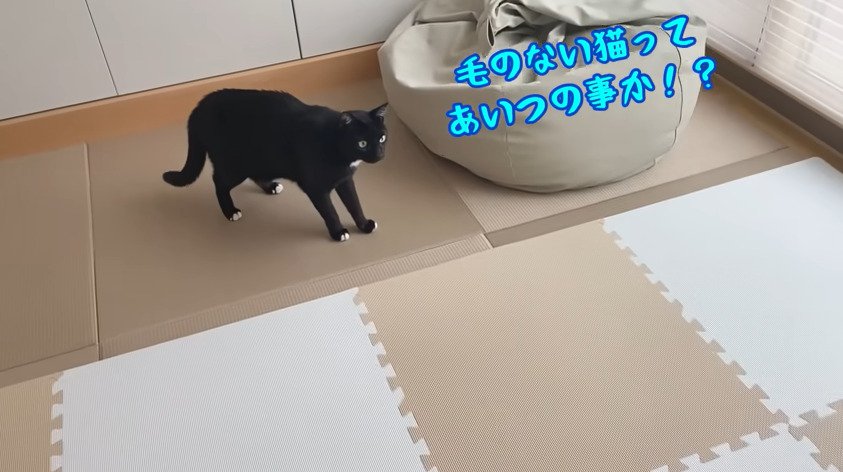 ベビーベッドを見る猫