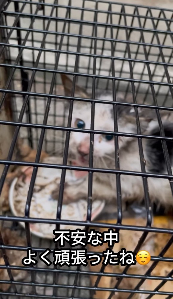 捕獲器の中で鳴いている子猫