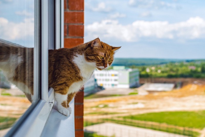 ジャンプしそうな猫